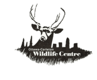 CBLCA Letter to the mayor and councillors on process for wildlife strategy renewal